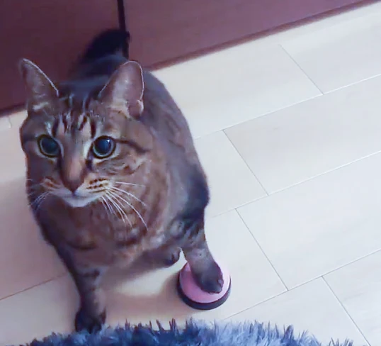 Domestic cat requests his food by ringing a bell