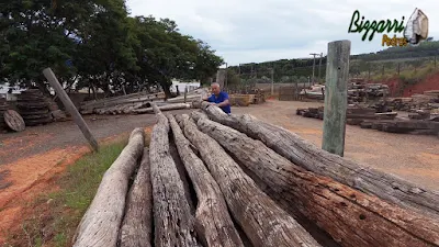 Bizzarri procurando postes de Aroeira, essa madeira de demolição são postes de árvores antigas que eram usadas na rede de energia, algumas peças chegam a ter mais de 100 anos e também eram cortados para fazer dormentes de Aroeira. 24 de março de 2017.