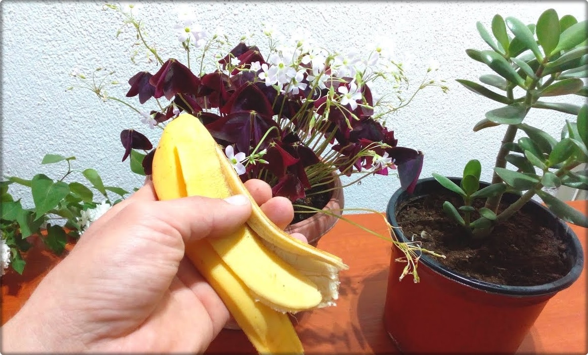 Did you know? Banana Peel is good for Flowers