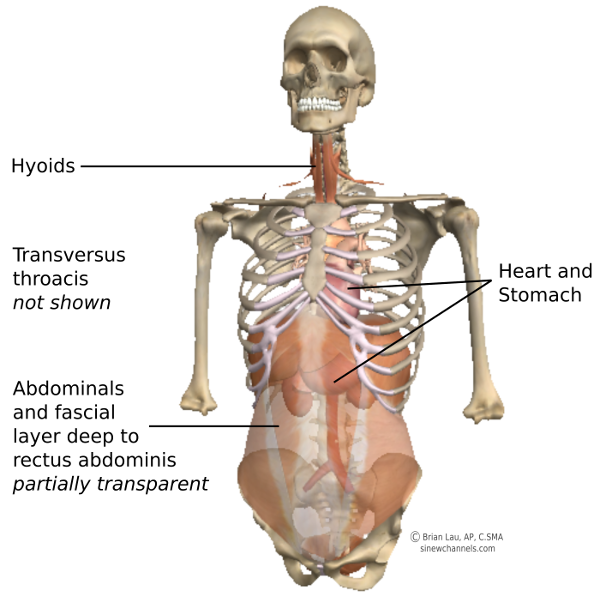 Anatomy of the Sinew Channels: The Great Luo-Connecting Channel of the