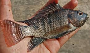 keunggulan ikan mujair keunggulan ikan mujair