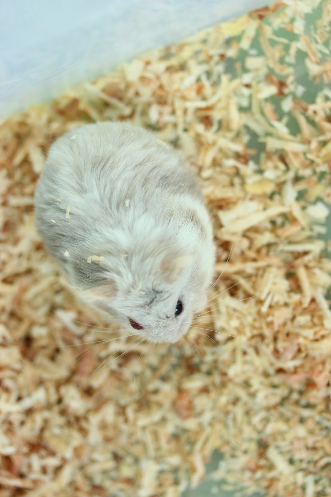 Hamster kombat. Influencers lvl 10 hamster. Hamsta. Рфые вг einen hamster. Influencers lvl 10 hamster.
