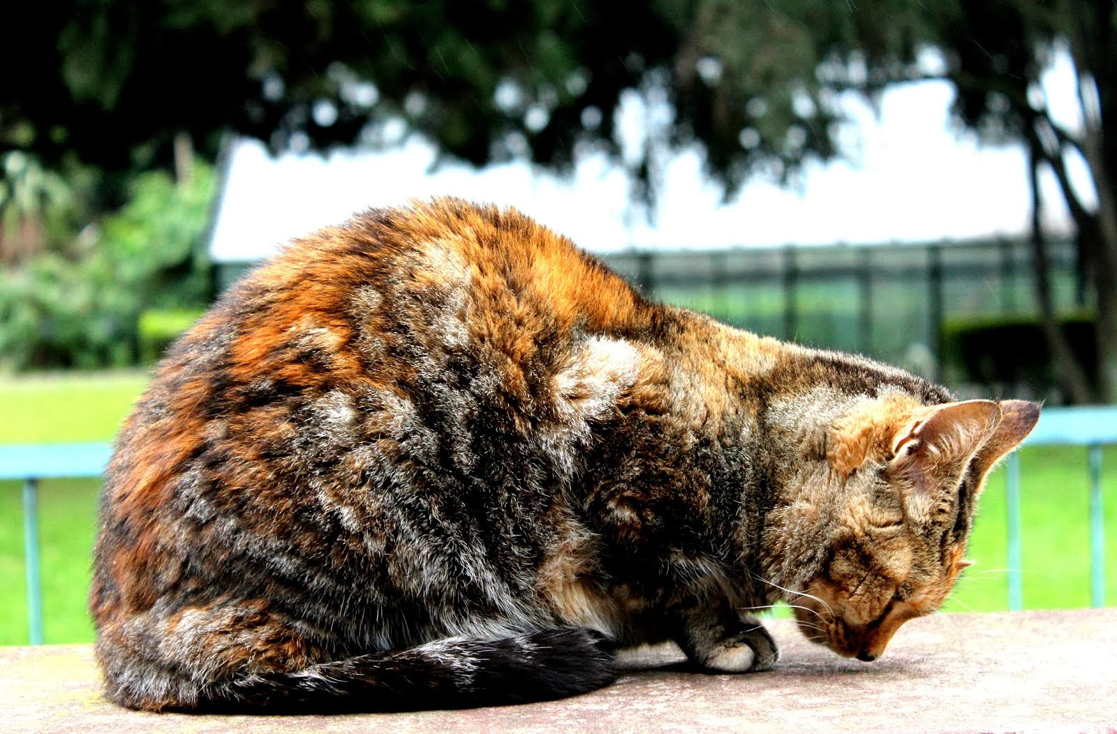 Gato meditando