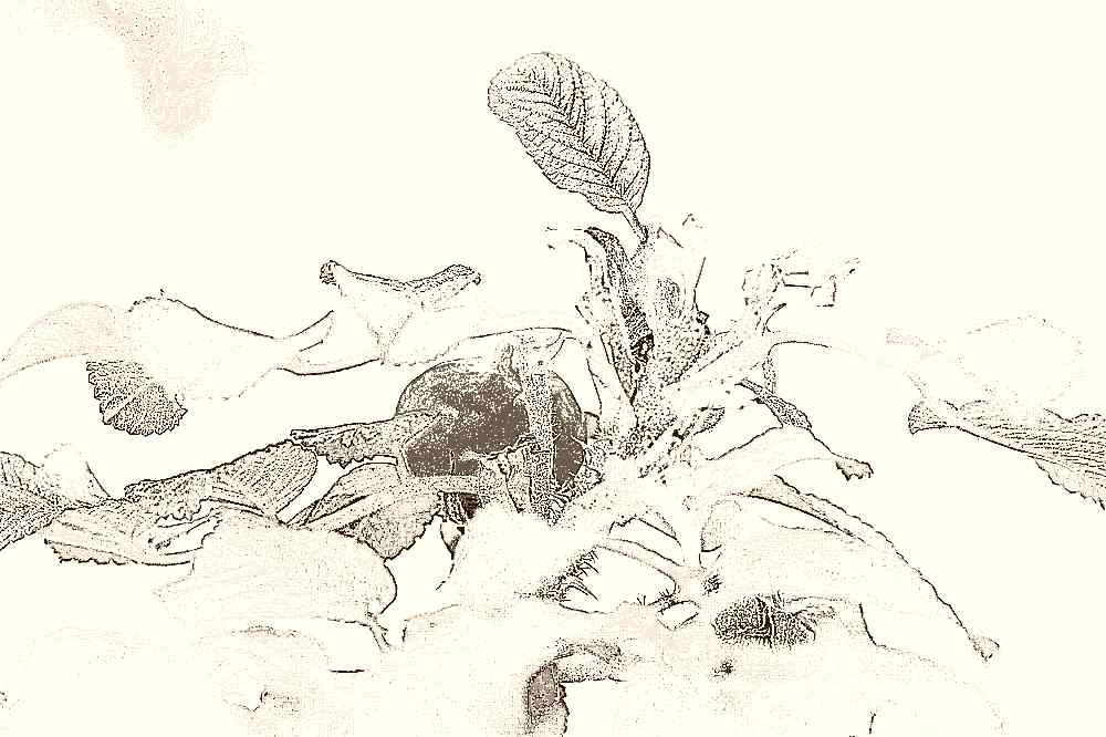 공주 계룡산 갑사 공주 계룡산 갑사