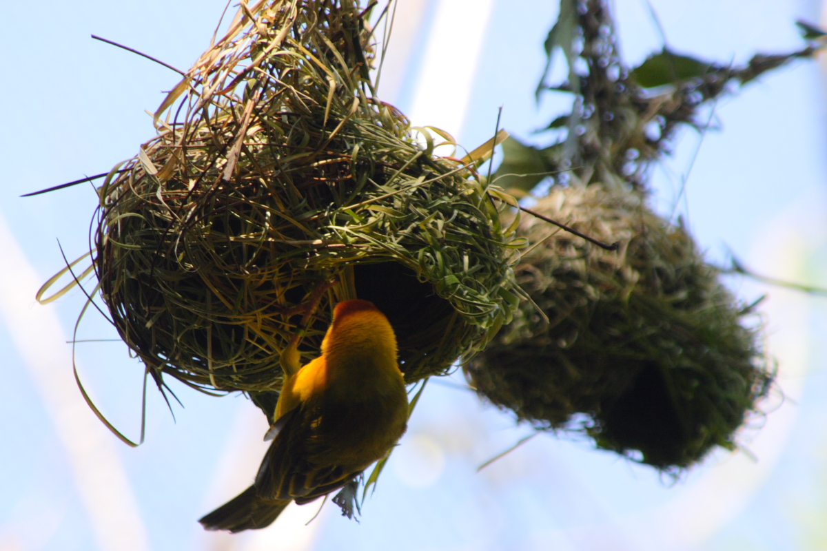 Birds of Bangladesh The Weaver (Babui).