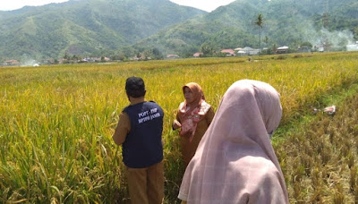 lahan pertanian kerinci