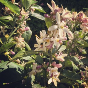 Maxtree 3d Models Nº6 Abelia Grandiflora 2d 3d Plants For