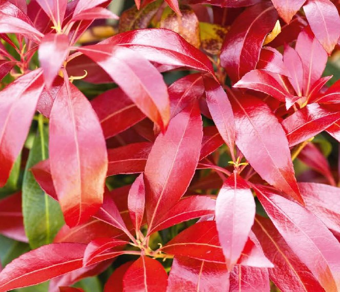 Pieris Ralto Perfect For Plants
