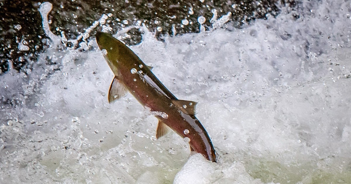 Washington Department of Ecology: Ecology helping huge salmon run clear ...