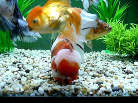 Ikan Mas Koki