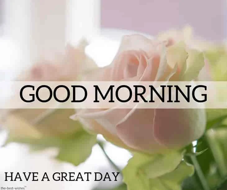 good morning images for rose