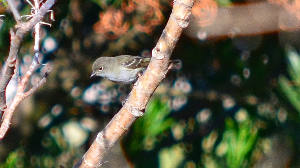 Aves de La Floresta: Fiofio común