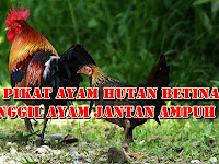 Download Suara Pikat Ayam Hutan Betina Untuk Memanggil Ayam Jantan Mp3 Durasi Panjang Download Suara Pikat Ayam Hutan Betina Untuk Memanggil Ayam Jantan Mp3 Durasi Panjang