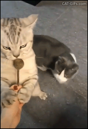 Funny Cat GIF • Jerk cat does not want to share catnip lollipop with his brother. "NO, that's mine!" Funny Cat GIF • Jerk cat does not want to share catnip lollipop with his brother. "NO, that's mine!"