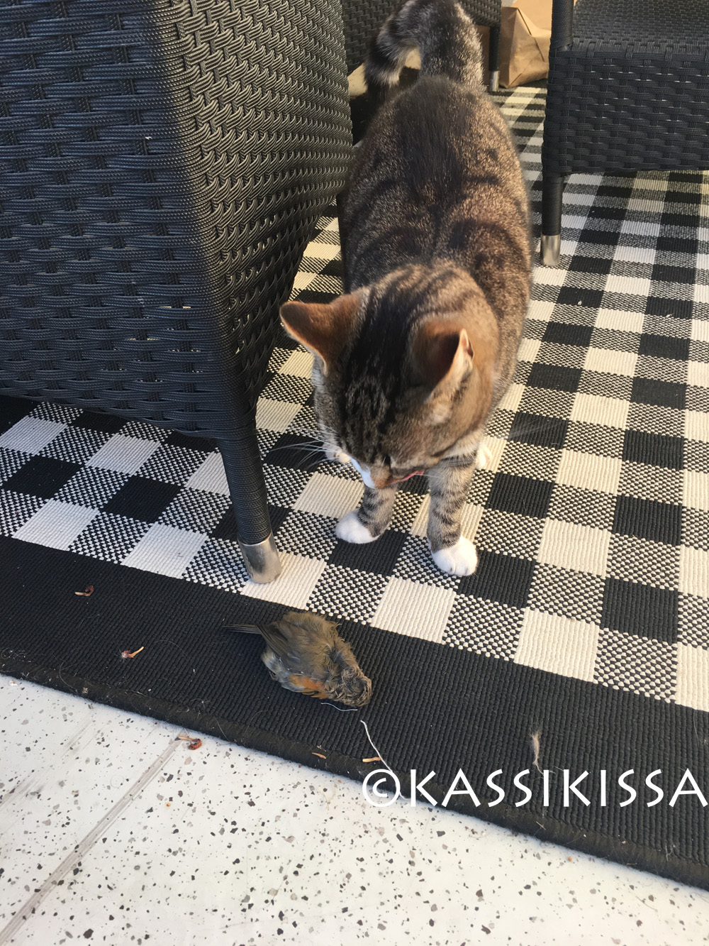 T.S. Eliot. The Old Gumbie Cat