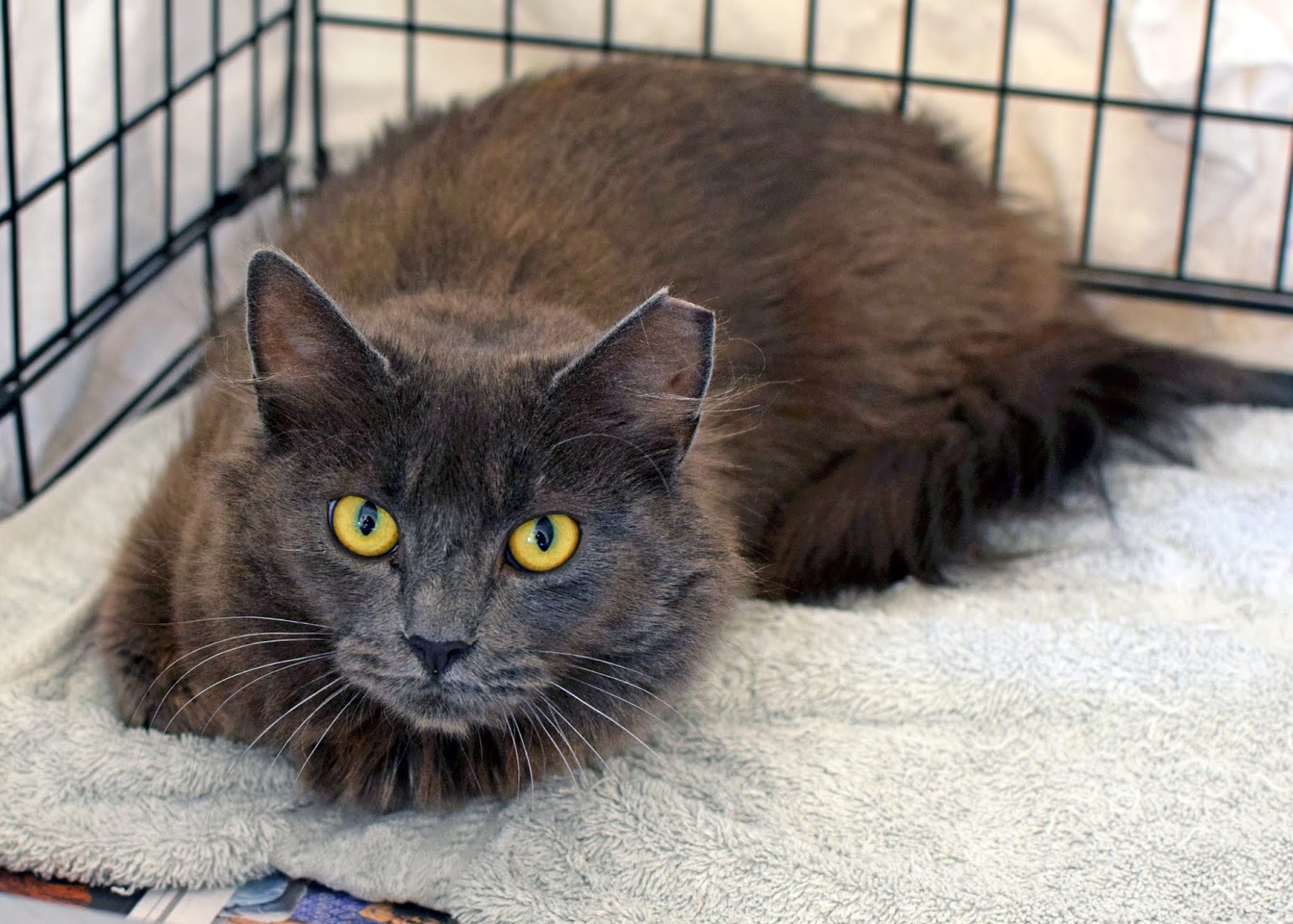 Animal Shelter Volunteer Life Cinderella S Sunday Selfie