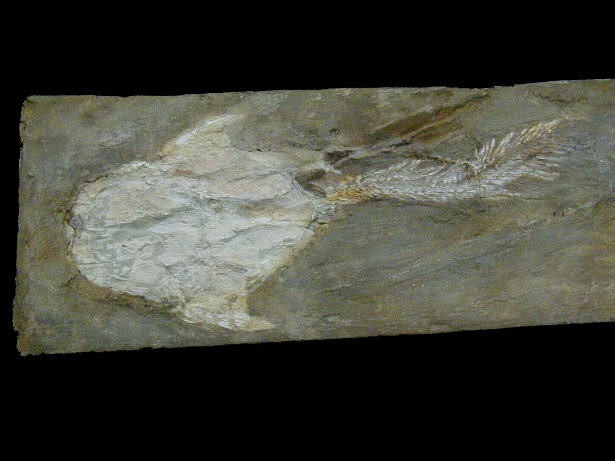 Middle-Devonian Life III: Vertebrates