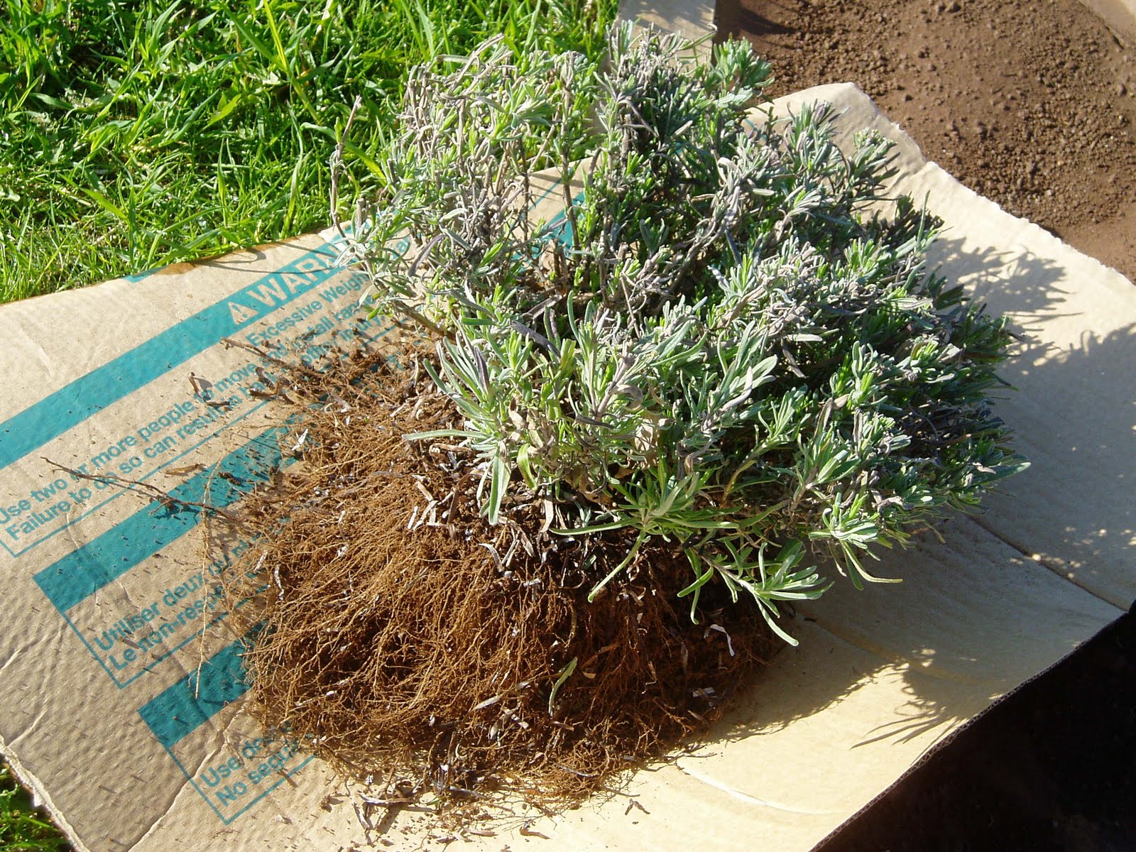 Lovegrass Farm Lavender Plants are Ready for Sale Today