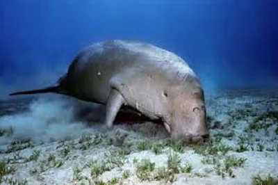 Dugong Dugong dugon - berbagaireviews.com