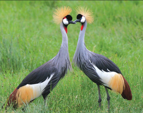 grey crowned crane birds