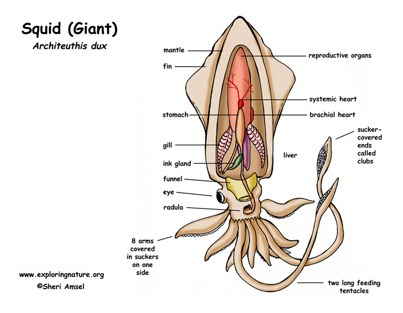 Biology 11: Squidward Dissection