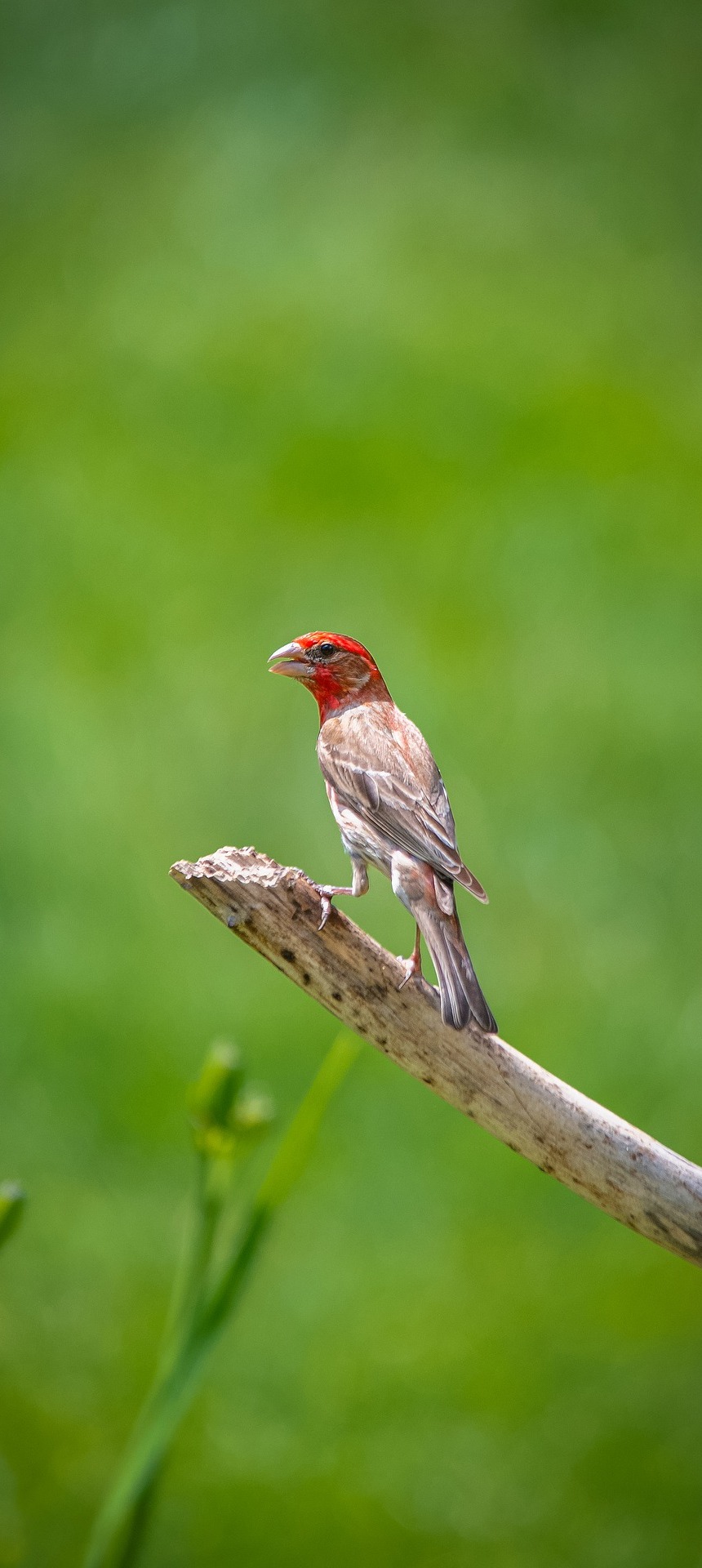 A cassin's finch.