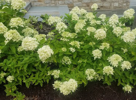 Elisabeth C Miller Library Gardening Answers Search Results For