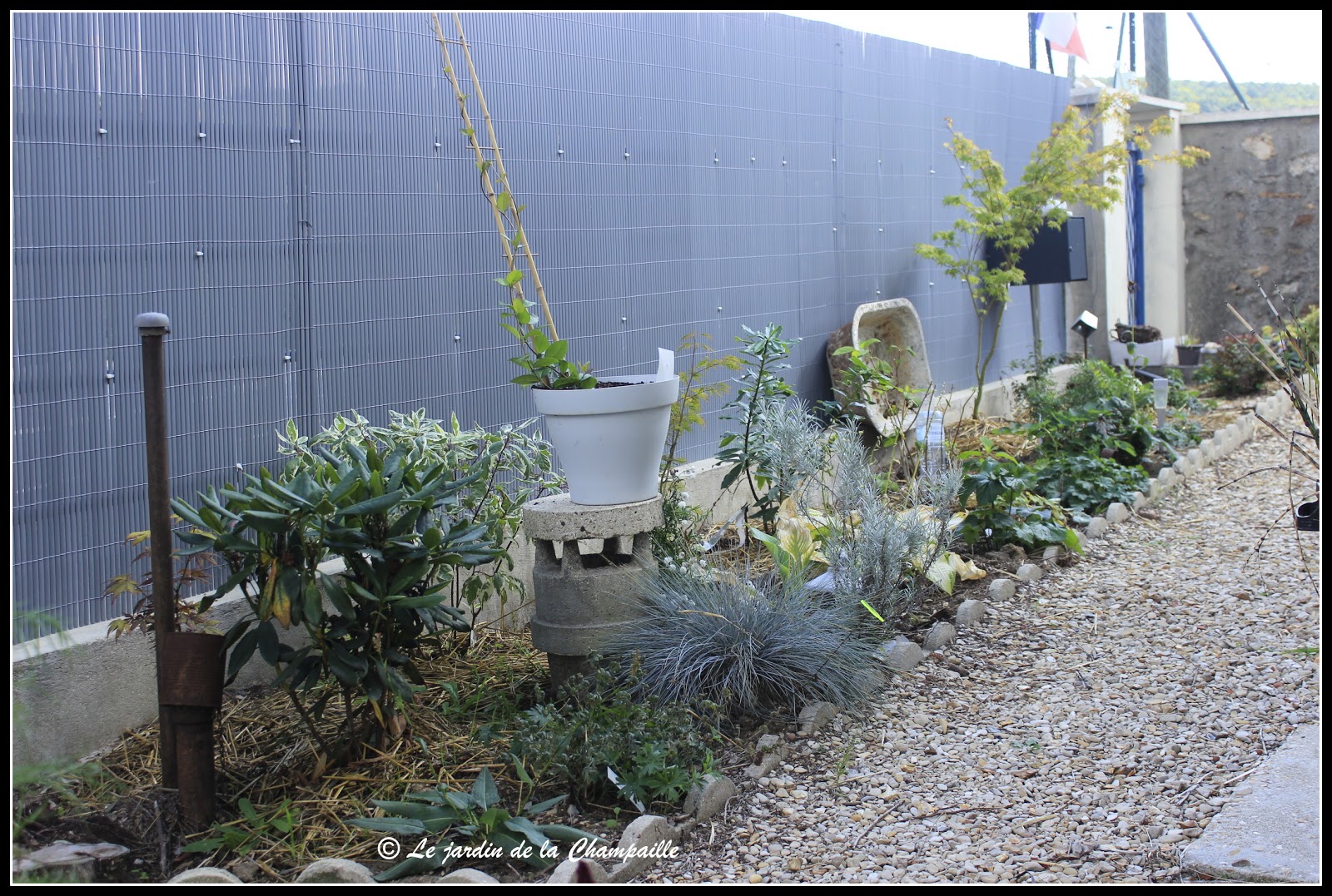 Au Gre Du Jardin L Embarras Du Choix Parmi Les Choisyas