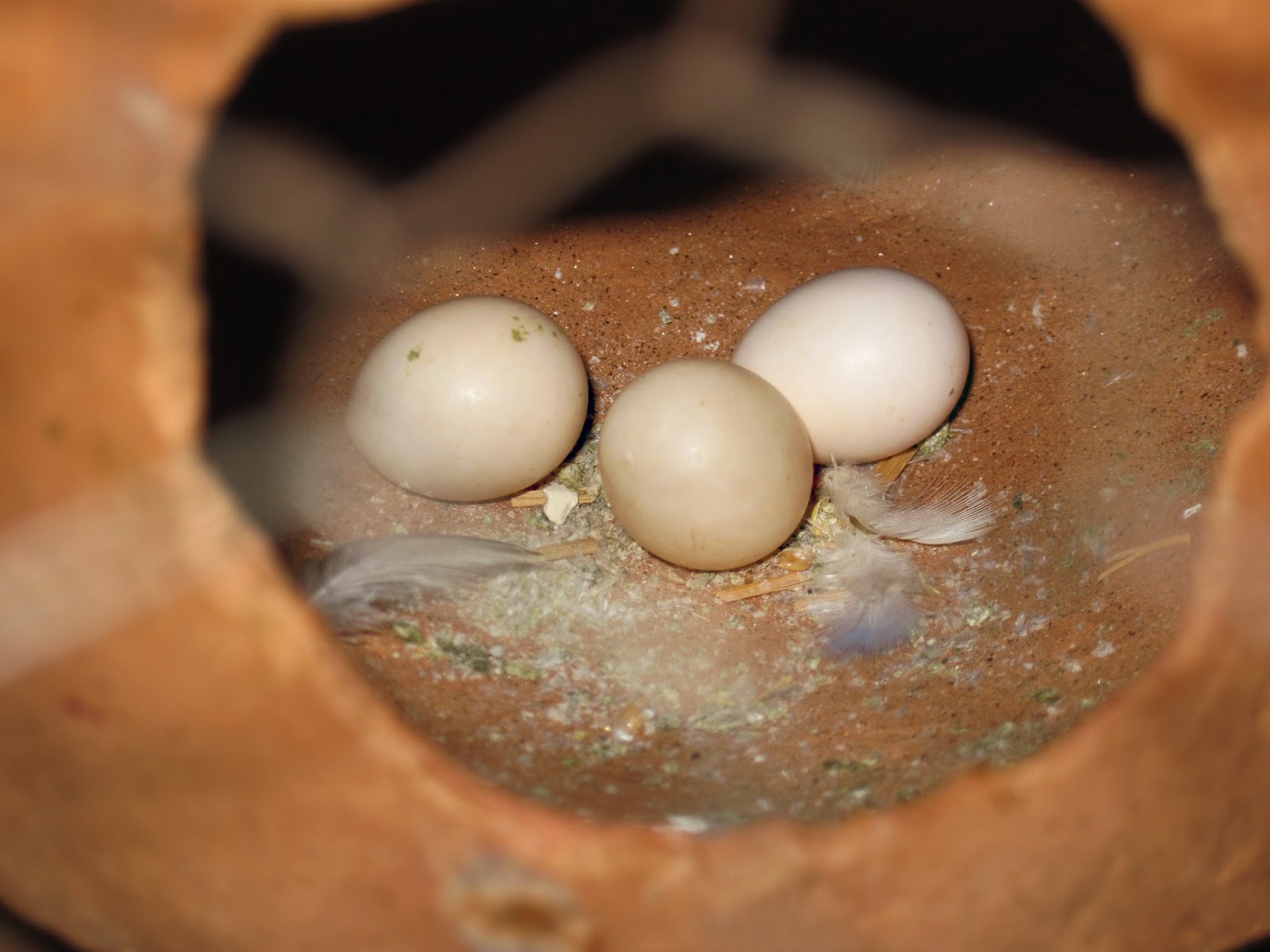 Сколько времени вылупляются яйца. Оплодотворенные яйца волнистых попугаев. Неоплодотворенные яйца волнистых попугаев. Яйца попугая. Откладывание яиц.