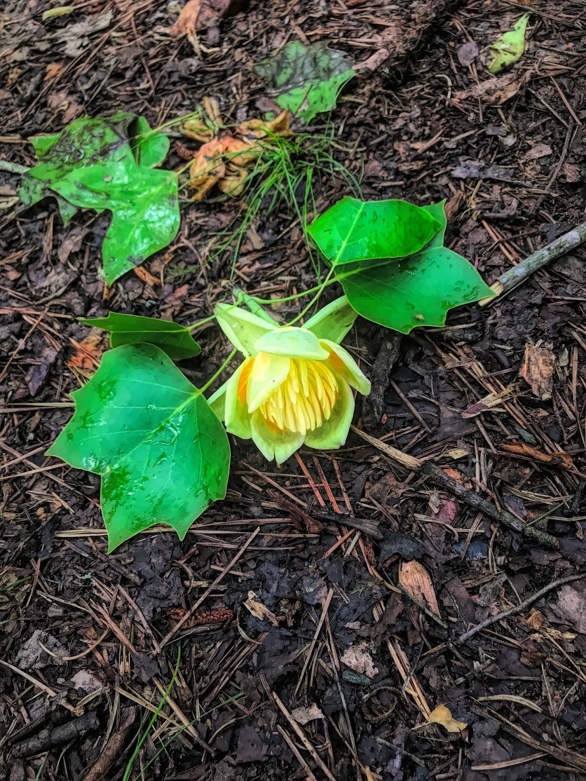 Shades Of Grey Red Tip Plant Photinia