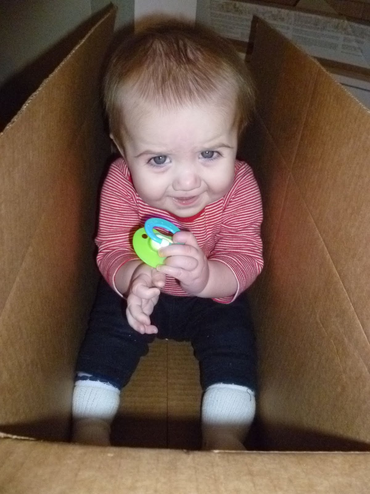 Maevesiedoodle Baby in a Box