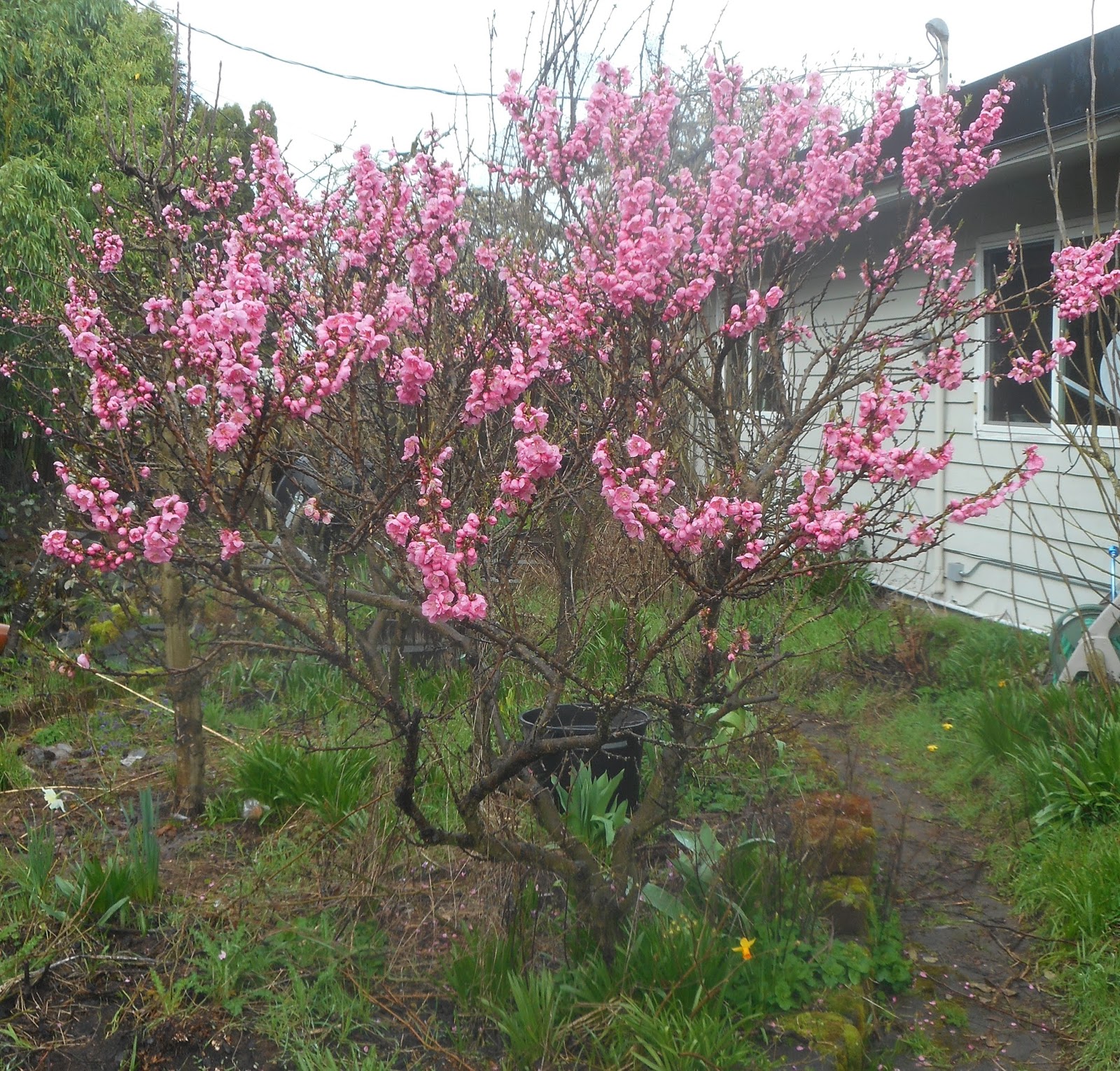 Growing Greener in the Pacific Northwest Dwarf Peaches