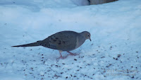 Mourning dove eats sunflower seeds from seed feeder hung above - PEI, Canada