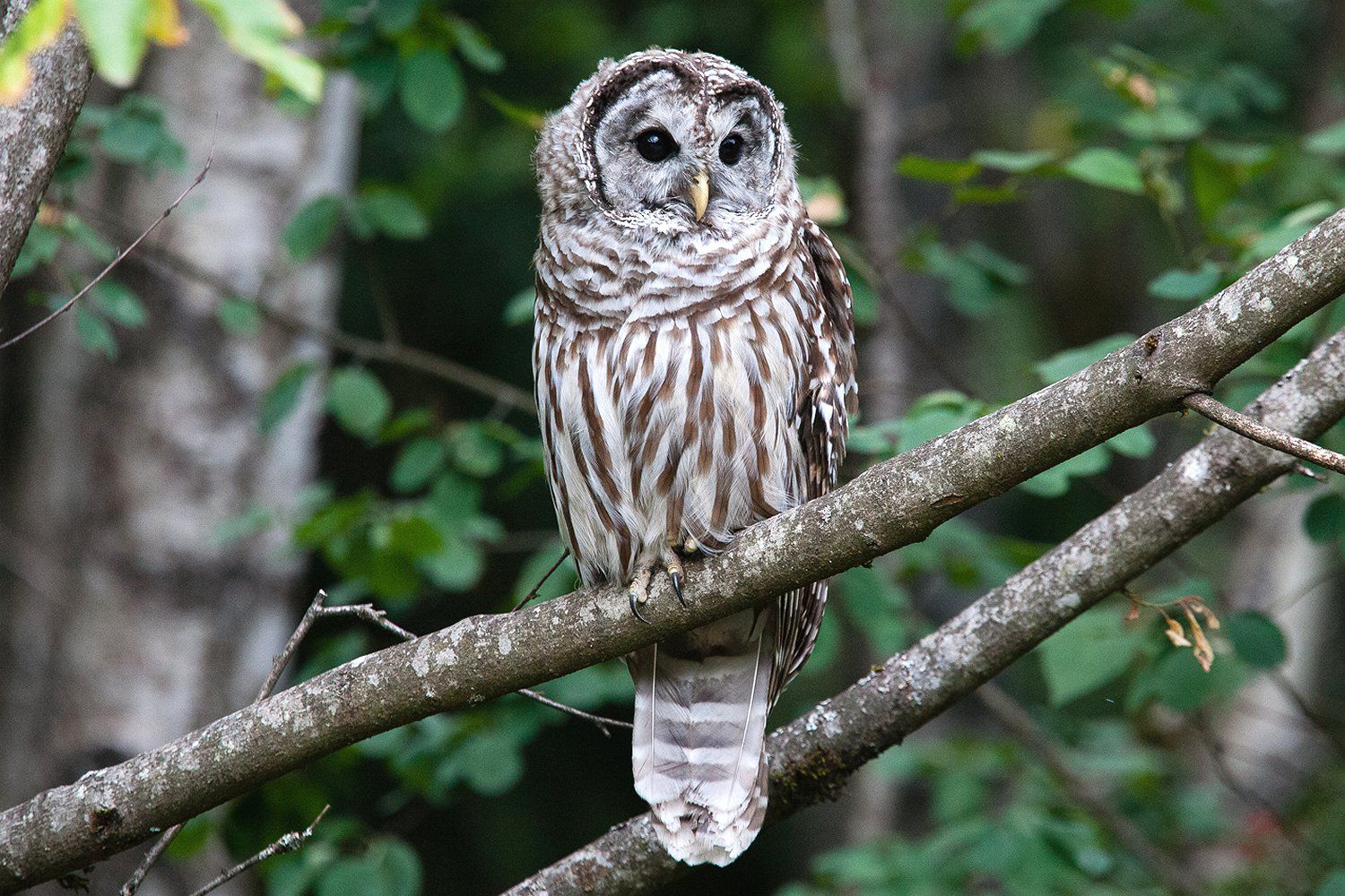 Are Barred owls aggressive? Barred owl habitat & facts
