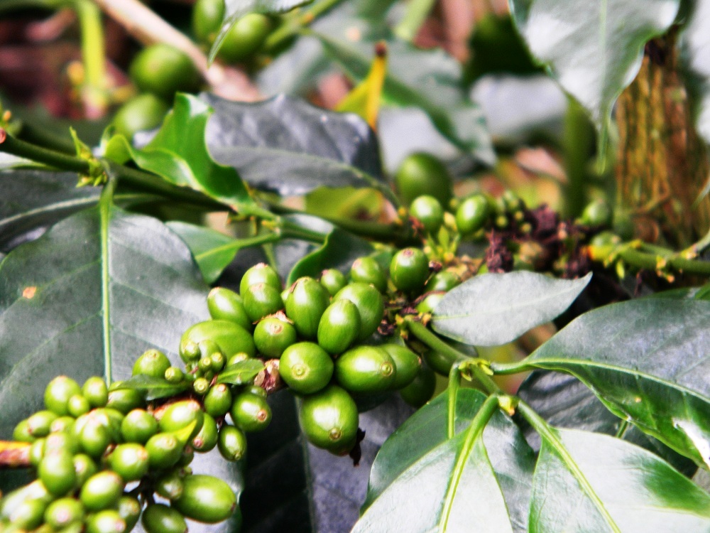 The Tall Gringo: Coffee and Colombia