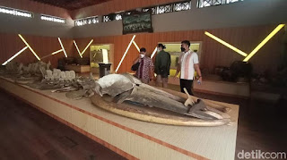 Ada Kerangka Ikan Raksasa di Museum R.A. Kartini, Ini Detailnya! 1 museum kartini 1 169