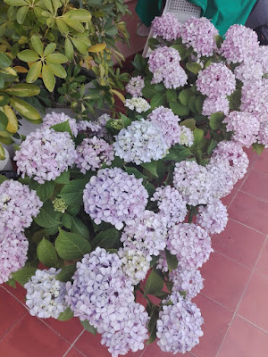 hortensias