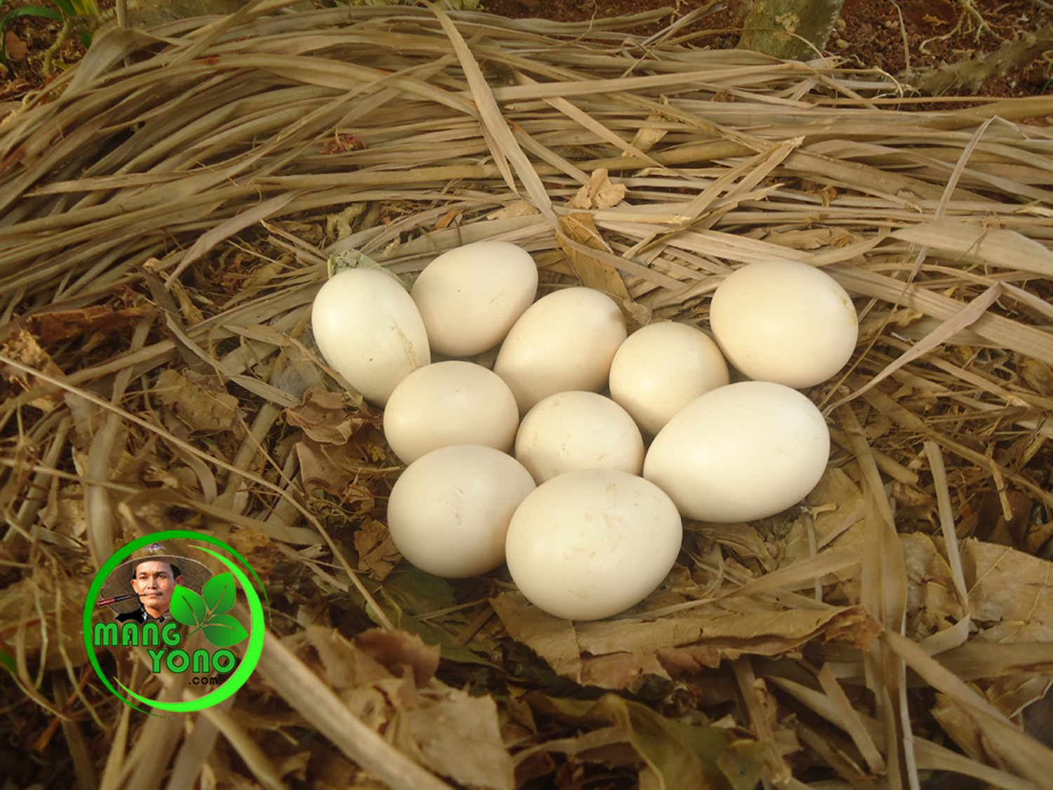 Induk ayam mulai mengeram telur - telurnya di taman