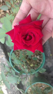 mua cây hoa hồng rễ trần giá rẻ về trồng tại nhà