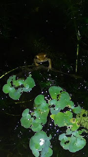 Cara Merawat Burayak Ikan Cupang Agar Tidak Mati Mulai Dari Telur Dan Penanganan Hama