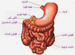 بعد البراز ، كان هناك دم.  علاج المعدة والأمعاء بالأعشاب خبير الأعشاب والتغذية العلاجية عطار صويلح بالأعشاب الطبية