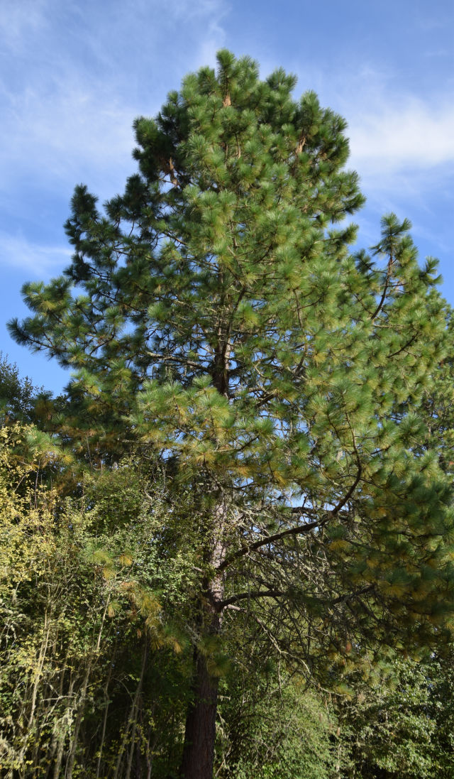 Northwest Conifer Connections Willamette Valley Ponderosa Pine