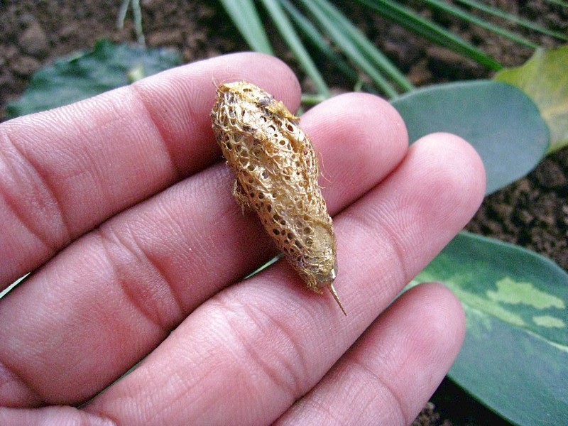 Ajian Wesi Kuning Ilmu Kekebalan Dan Kesaktian Sangat Tinggi Mbah Gewor Ajian Wesi Kuning Ilmu Kekebalan Dan Kesaktian Sangat Tinggi Mbah Gewor