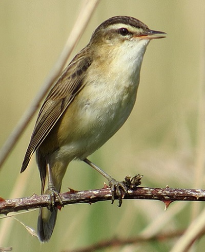 Sedge Warbler