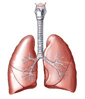 Lung (paru-paru) Lung (paru-paru)