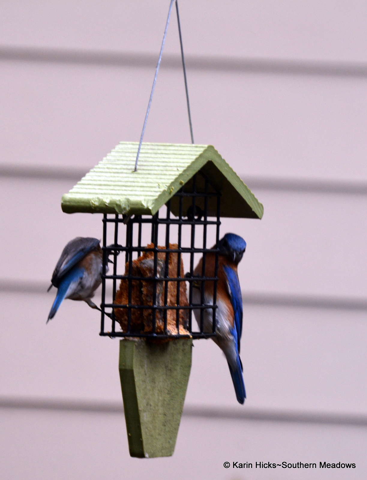 Feeding Bluebirds in Winter