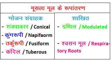 मूल के प्रकार