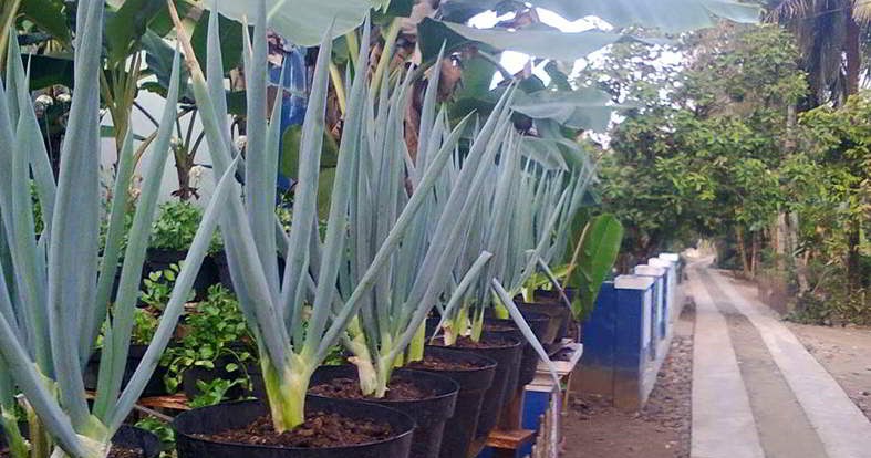Cara Menanam Bawang Daun Dalam Pot Belajar Pertanian Organik Cara Menanam Bawang Daun Dalam Pot Belajar Pertanian Organik