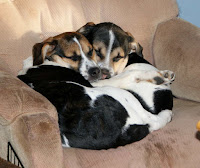 Bella and Toby, new house dogs two pups, Bella and Toby