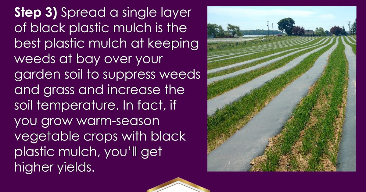 MulchIndia How to use plastic mulch Step 3 Mulch India Call+𝟵𝟭